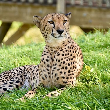 Guépard au ZooParc de Beauval