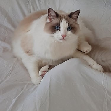 gatto ragdoll che gioca sul letto