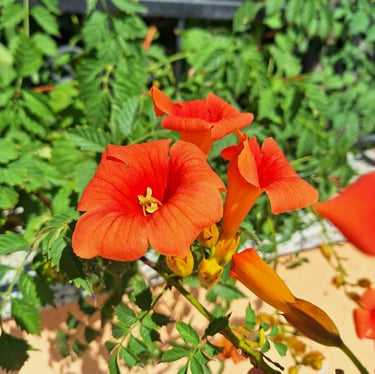 three orange-red flowers