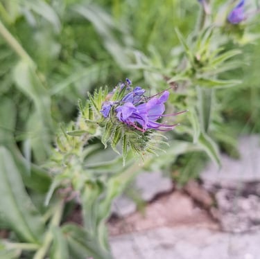 one purle flower in a grassfield