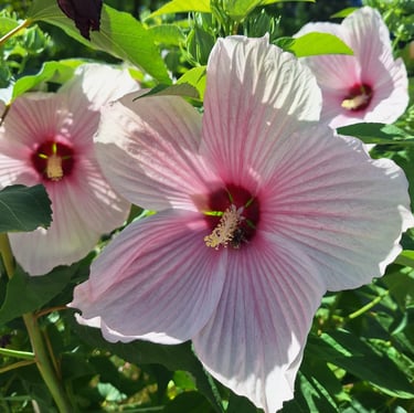 two large pink-white flower on a bush