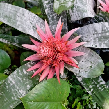 one red Indonesian flower between leaves