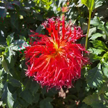 a red Dahlia blooming on a bush