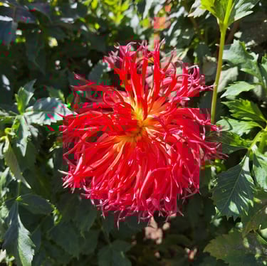 a red Dahlia blooming on a bush