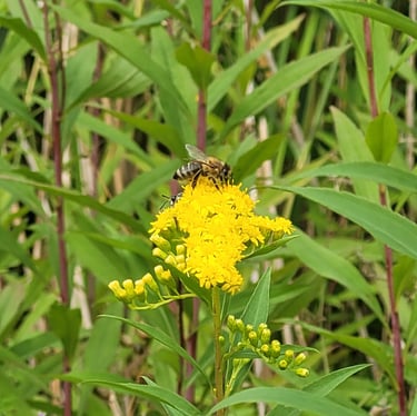 a bee on a yellow non-toxic flower in a field