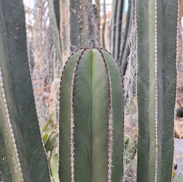 tall Lophocerus Marginatus Cactus plants