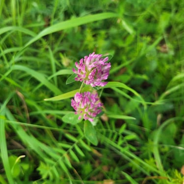 two tiny pink Red Clovers blooming in a meadow