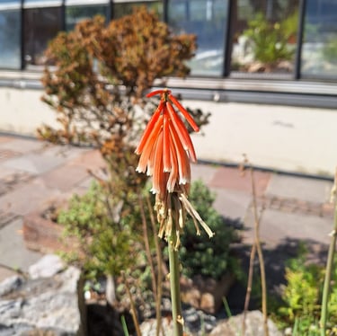 one Chinese flower with orange petals