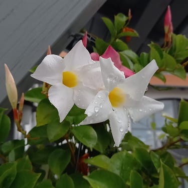 white Chilean-Jasmine flowers with yellow middle