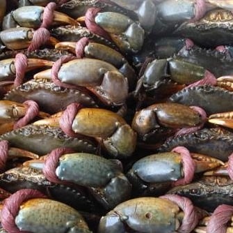 vietnamese crab supplier