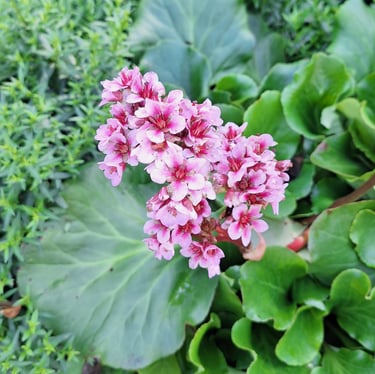 clusters with white-pink Himalyan flowers