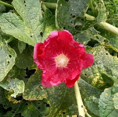 a red Hollyhock flower on a green leafy plant