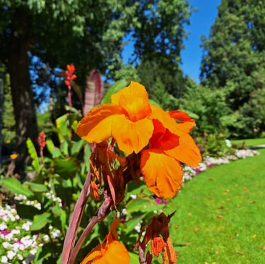 a orange flower that grows in Japan