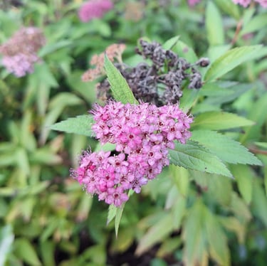 one pink Spirea bloom