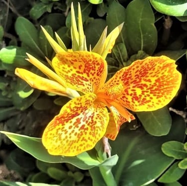 a yellow exotic flower in a green environment