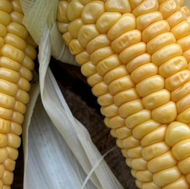 GOLDEN BANTAM HEIRLOOM SWEETCORN | Dating from 1902