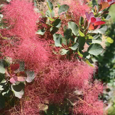 a easy-carde bush with pink flowers and green leaves