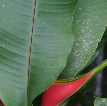 venta de plantas en Cali y Popayán