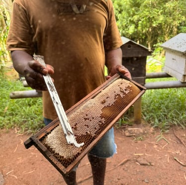 Miel Victoria honey from Rodrigues