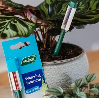 Westland in-pot moisture meter to tell you accurately when to water your houseplants