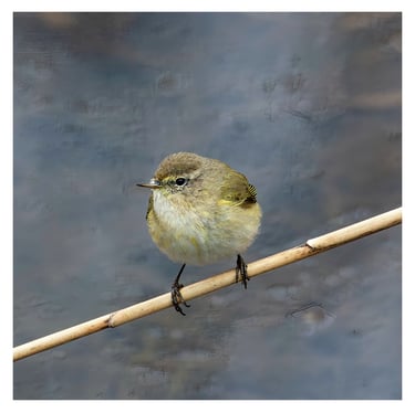 MOSQUITERO COMÚN ( PHYLLOSCOPUS COLLYBITA)