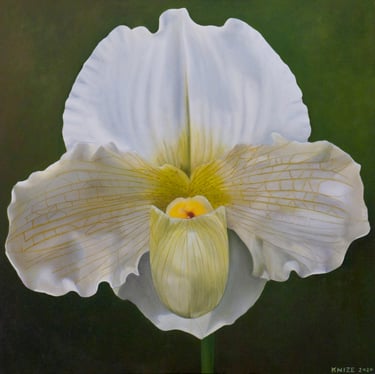 Large scale Paphiopedalum painted by RISD botanical artist Christine Knize