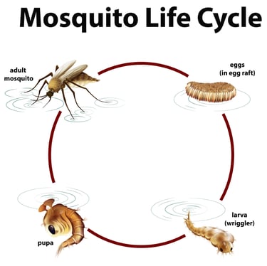 a mosquito fly insect insect insect insect insect insect insect insect insect insect insect insect insect