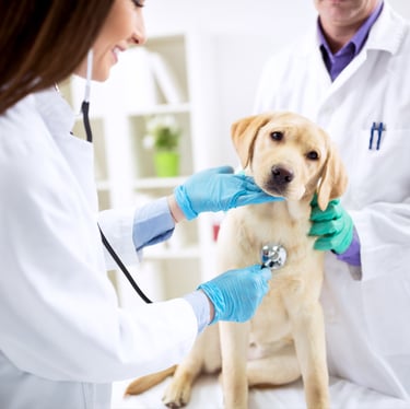  TKEL veterinario a domicilio  en Espartinas Sanlúcar umbrete olivares salteras valencina de la concepción tomares Gines Borm