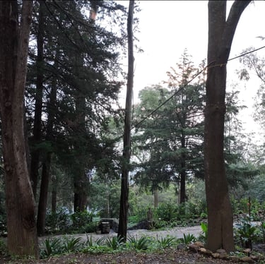 Terraza para eventos woodscape