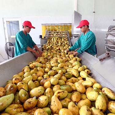 Classifying raw mangoes