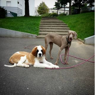 entente chiens