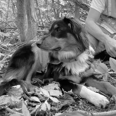 Arlo, Field Dog in Training, Flycatcher LLC
