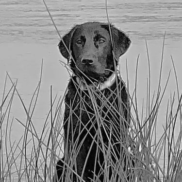 Roadie, Aquatic Field Technician, Flycatcher LLC