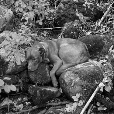 Bear, Stream Whisperer, Flycatcher LLC