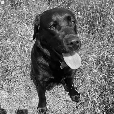 Layla, Waterdogged, Flycatcher LLC