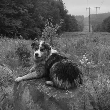 Kiya, Semi-Retired, Flycatcher LLC