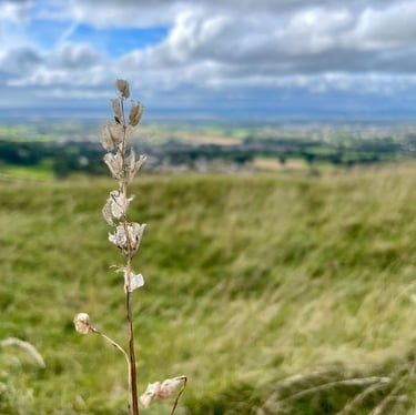 Dried wildflower stem on a grassy hillside overlooking a scenic valley under a cloudy sky.