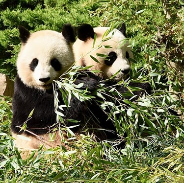 Pandas géants au ZooParc de Beauval