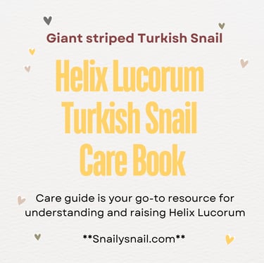 Snail Care Guide - Helix Lucorum Turkish Snail
