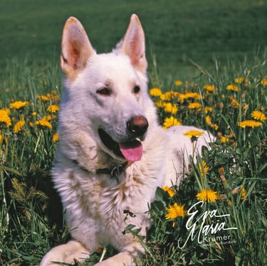 Historique du berger blanc suisse white shepherd Champion von Kron