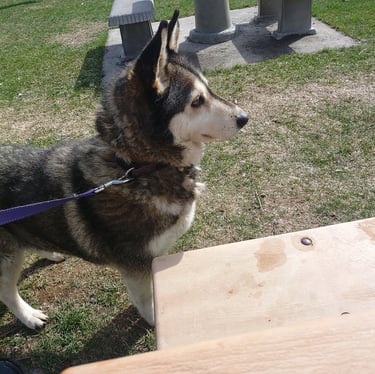 Tula the little adoptable Husky