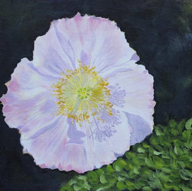 Pink Iceland poppy on acrylic paper 6" x 6"