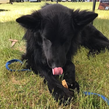 a black dog laying on the grass with its tongue sticking out