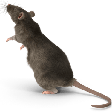 Un Rat