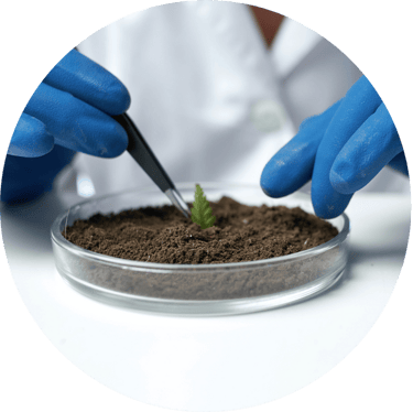 a person with blue gloves handling a plant in a petri dish