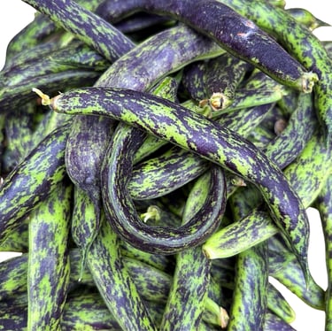 PRINCESS HEIRLOOM BEANS | Loved for its reliability, flavour, and old-fashioned character.