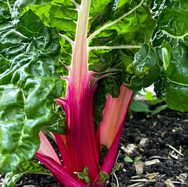 PEPPERMINT SWISS CHARD | Perfect for salads & cooked dishes