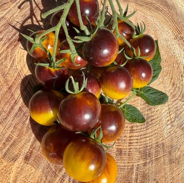 AWESOME EMMA CHERRY TOMATOES
