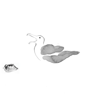 dessin à l'encre gabian huitre Sète