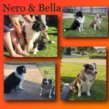 border collie puppies sunshine coast 